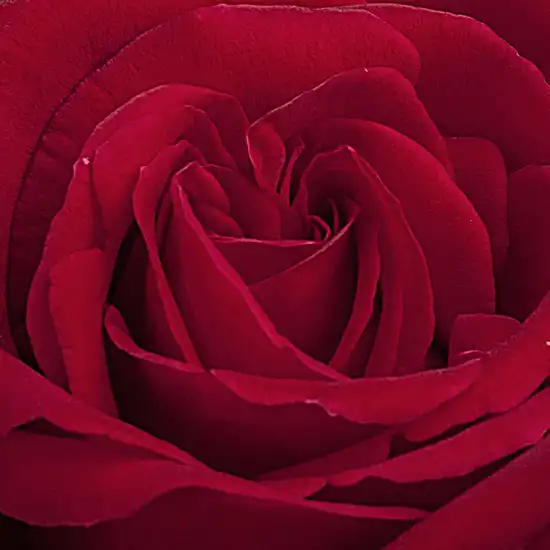 Roșu - Trandafiri - Ingrid Bergman™ - 